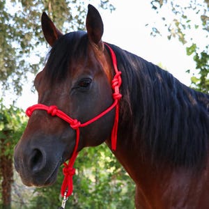 Horse rope halter with 4 knots, 5 sizes, 19 colors. Handmade in Italy. Superb quality and durability.