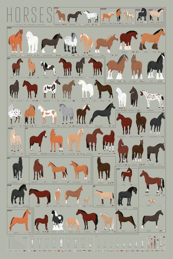 Horse Breed Chart