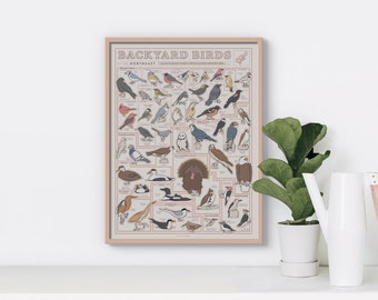 May include: A poster titled "Backyard Birds of the Northeast" features illustrations of various bird species, including robins, cardinals, blue jays, and woodpeckers. The poster has a light brown background with a beige border.