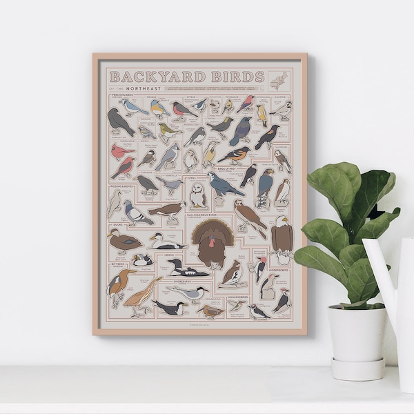 Northeast Birds Scratch-Off Print | Poster voor Home | Cadeau voor vogelaars en natuurliefhebbers