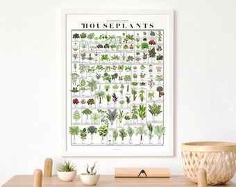 Common Houseplants Chart Print | Poster for Home | Gift for Plant & Nature Lovers