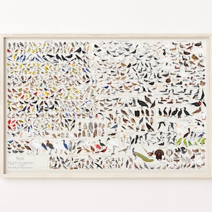 Impresión de aves de América del Norte / Póster para el hogar / Regalo para los amantes de la naturaleza y los animales