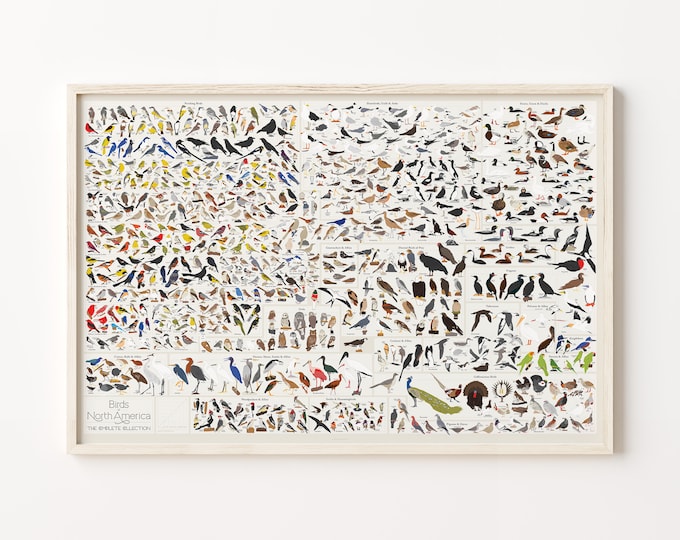 Birds of North America Print | Poster for Home | Gift for Nature & Animal Lovers