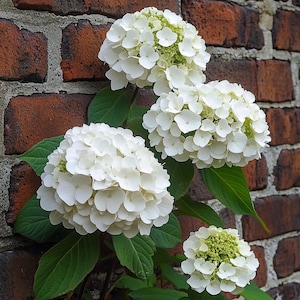 White Hydrangea Seeds – Classic Garden Shrubs with Stunning White Blooms, Easy to Grow Flower Seeds for Landscaping