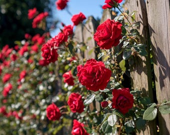 Deep Red Roses Flower Seeds - 20 Seeds - Code 826 - Etsy Canada
