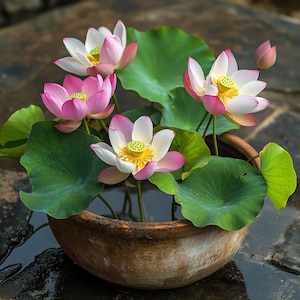 Mixed Color Bowl Lotus Seeds | Miniature Lotus for Balcony Pots & Water Bowls | Easy-Grow Aquatic Flowers