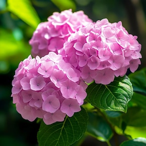 Pink Hydrangea Flower Seeds – Vibrant Garden Shrubs for Lush Blooms, Low Maintenance Ornamental Plant Seeds
