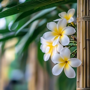 Plumeria Seeds – Tropische geurige bloemen voor prachtige tuinen, gemakkelijk te kweken Frangipani-zaden