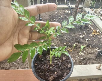 Organic Curry Leaves Plant – Live in 4” Pot
