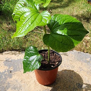 Organic Homegrown Indian Green Piper Betel live plant in 4” Pot