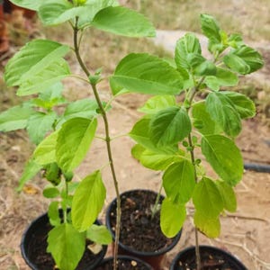 Organic Indian Green Tulsi Basil Plant 8 Inch Hight - 4” Pot - Homegrown Herb