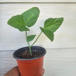 May include: A small green plant with large leaves sprouts from a brown potting mix inside a terracotta-colored plastic pot. The pot is held by a hand against a white wooden background. The plant has two large leaves and a smaller one.
