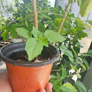 May include: A small green plant with broad leaves sprouts from dark soil in an orange plastic pot. The pot is held in a hand, with other plants and foliage visible in the background. The plant is in the early stages of growth.