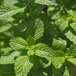 May include: Close-up of fresh green mint leaves. The leaves have a textured surface with visible veins and a vibrant green color. The image highlights the plant's natural details, showcasing its freshness and texture. The leaves are in focus, with a blurred background.