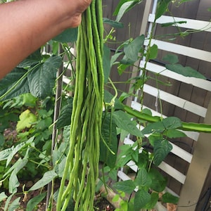 Organic Green Yard Long Bean Seeds (Asparagus Bean / Chinese Long Bean / Asian Long Bean )  | Home Garden Favorite