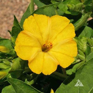 May include: A close-up of a vibrant yellow four o'clock flower in full bloom. The flower has a trumpet shape with multiple petals and a dark center. The flower is surrounded by lush green leaves and buds, creating a natural and colorful scene.