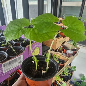 Bitter Melon Green Skin Chinese  – Organic Live Seedling Plant in 4” Pot