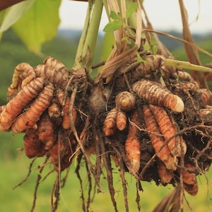 May include: A close-up of a cluster of fresh turmeric roots, showcasing their vibrant orange color and textured skin. The roots are attached to stems and surrounded by soil and fine roots, with green leaves in the background.