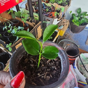 May include: A set of three ceramic mugs with a speckled, matte finish. The mugs are in shades of cream, light gray, and dark gray. Each mug has a simple, minimalist design and a rounded handle.