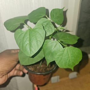 Organic Hyacinth Bean Vine Plant – Avarai Kai Live Vegetable Pod Creeper (4” Pot)
