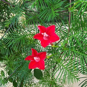 May include: Two vibrant red star-shaped flowers with white centers bloom amidst a dense network of fine, feathery, needle-like green foliage. The five-petaled blossoms are positioned centrally, surrounded by thin, delicate, fern-like leaves.