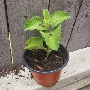 Orégano cubano orgánico Karpoorvalli, ajwain indio de cultivo casero / Planta viva en maceta de 4"