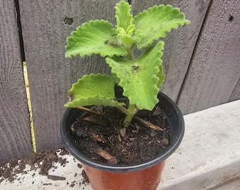 Organic Home Grown Cuban Oregano Karpoorvalli, Indian Ajwain / Live Plant in 4” Pot