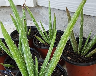 aloe vera matratze 160x200 AVITA ALOE VERA - Matratze mit Visco Memory Technologie – LUSSO main image 1