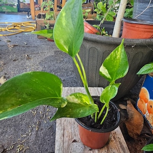 May include: A potted houseplant with large, green leaves with yellow variegation. The plant is in a small, brown plastic pot, sitting on a weathered wooden plank. The background includes other plants and pots.