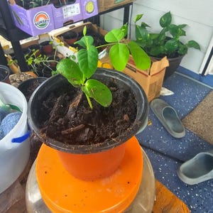 May include: A small potted plant with vibrant green leaves sits atop an orange lid, which is on top of a clear jar. Other plants in various containers are visible in the background, including some in purple boxes. The scene suggests a home gardening setup.
