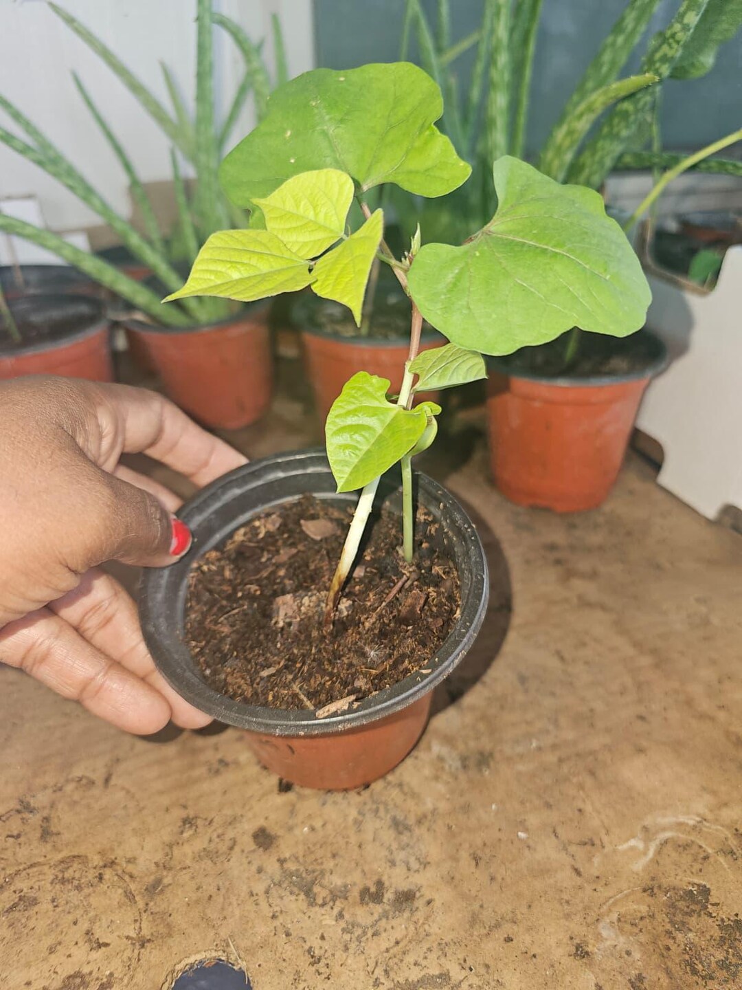 Purple Hyacinth Bean Vine Plants/ Organic Traditional Indian Avarai Kai ...