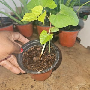 May include: A small potted plant with vibrant green leaves and a reddish stem. The plant is in a black plastic pot filled with soil. Other potted plants are visible in the background.