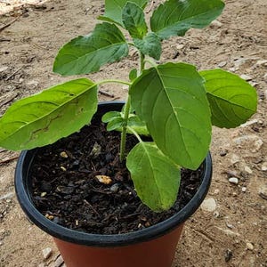 Organic Indian Green Tulsi Basil Plant  - 4” Pot - Homegrown Herb