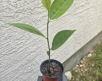 May include: A young green plant with four pointed leaves growing in a small, dark brown plastic pot. The plant has a thin, upright stem and is positioned on a black solar-powered light fixture. The soil in the pot is dark and textured.
