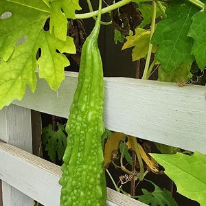 Organic Bitter Melon Seeds – Non-GMO!!
