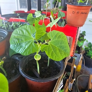 Organic Hyacinth Bean Vine Plant – Avarai Kai Live Vegetable Pod Creeper (4” Pot)