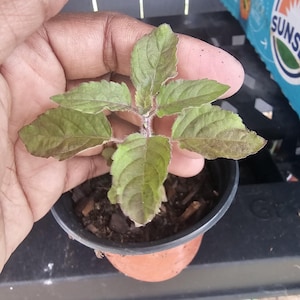 May include: A small potted plant with green and purple leaves. The plant is in a brown plastic pot filled with soil and wood chips. The plant is held by a hand.