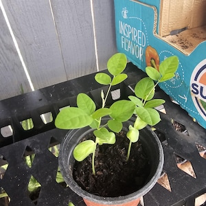 May include: A small potted plant with bright green leaves. The plant is in a brown plastic pot, sitting on a black surface. A cardboard box with the words "INSPIRED FLAVOR" is in the background.