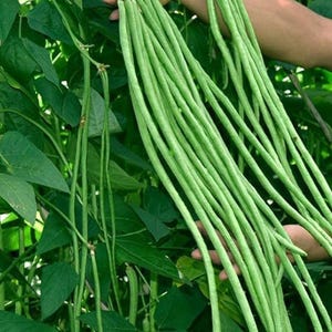 Organic Yard Long Bean Seeds | Asparagus Bean, Asian Vegetable