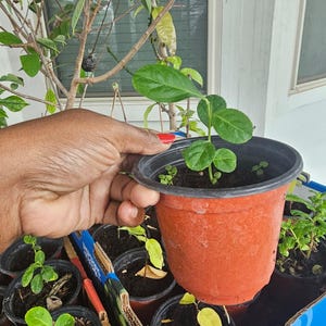 May include: A white ceramic mug with a black handle and the text "But First, Coffee" in a black, handwritten-style font. The mug is on a white surface.