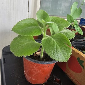 Organic Home Grown Cuban Oregano Karpoorvalli, Indian Ajwain / Live Plant in 4” Pot