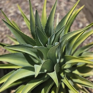 Agave Americana (Century Plant) Rooted Pup. Blue Agave Succulent - Drought Tolerant - Bare Root Desert Plant