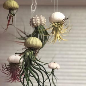 Handmade Air Plant With Natural Sea Urchin Shell JellyFish Hanging Decor Living Room Decoration