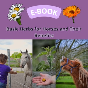 Op de afbeelding: E-book cover met de titel "Basis kruiden voor paarden en hun voordelen". De afbeelding toont een witte madelief, een oranje bloem en foto's van een paard, een brandnetelplant en een paard met een blauwe halster.