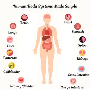 Può includere: Un diagramma illustrato del corpo umano, con organi etichettati tra cui cervello, cuore, polmoni, fegato, stomaco, reni e intestini. Il testo "Human Body Systems Made Simple" è in alto.