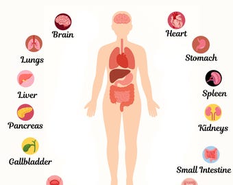 Human Body Systems Made Simple : A Beginner’s Guide to Anatomy & Organ Functions