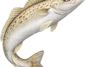 Whiting Fish Clipart – High-Resolution PNG, Marine Graphic (Digital Download)