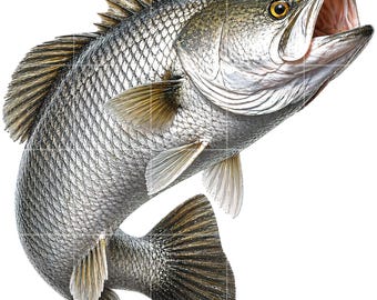Barramundi Fish Clipart – High-Resolution PNG, Marine Graphic (Digital Download)