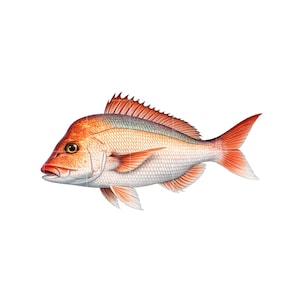May include: A detailed illustration of a red snapper fish. The fish has a red head and tail, with a silver and white body. The fins are a vibrant red, and the fish is depicted in a side profile against a white background. The fish's scales are visible.