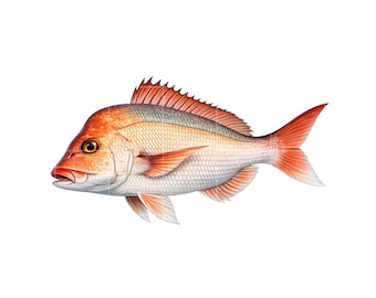 Snapper Fish Clipart: PNG Image (Digital Download)